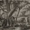 ELEPHANTS 4400093